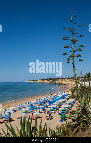 Rocky Coast On The Algarve In Sunshine With Blue Sky, Portugal, Europe Stock Photo