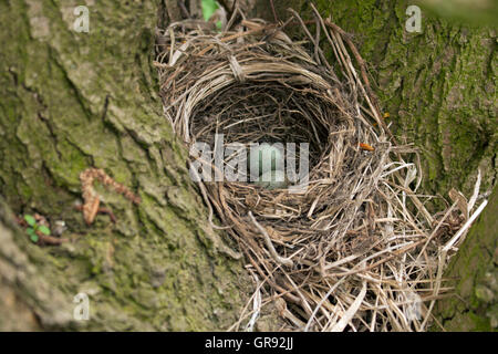 Bird S Nest In A Tree With Two Eggs Stock Photo