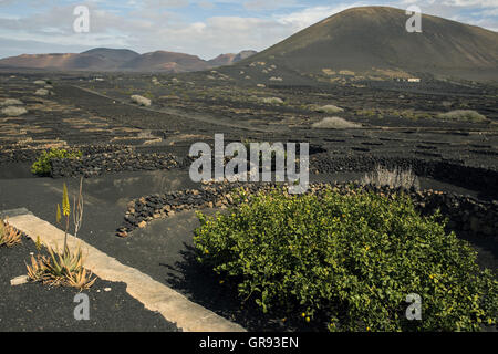 Wine Growing In Lanzarote In The Region Of La Geria, Spain, Europe Stock Photo