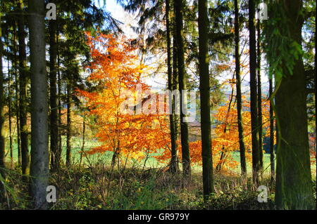 Golden Yellow Beeches On The Edge Of A Pine Forest Stock Photo