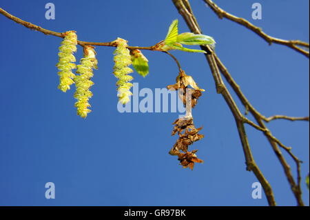 Bright Yellow Flowers On Hornbeam Branch Macro In Spring Stock Photo