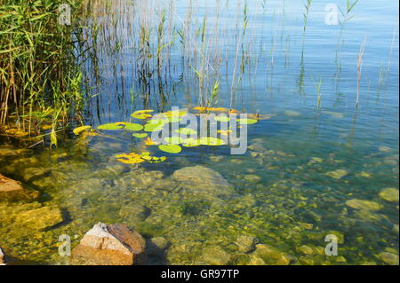 Shallow Water On The Shore Of Lake Starnberg Stock Photo