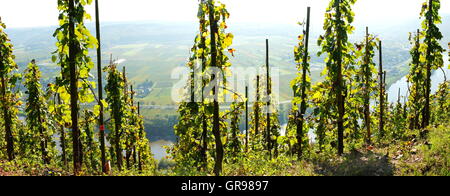 Vineyard Near Ürzig High Above The Moselle Valley Panorama Stock Photo