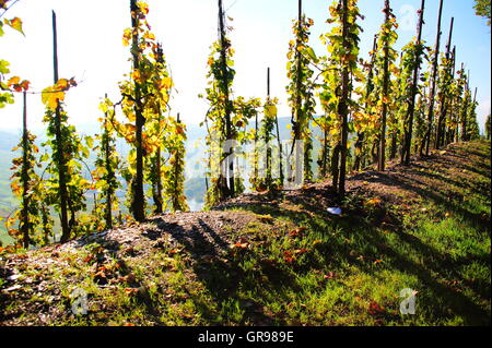 Vineyard Near Ürzig High Above The Moselle Valley Stock Photo