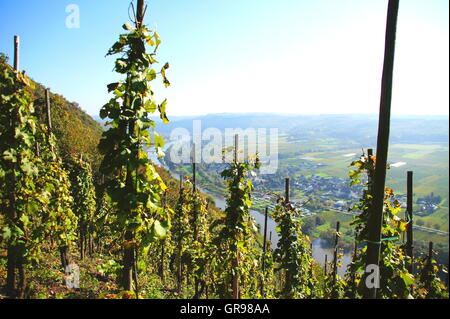 Vineyard Near Ürzig High Above The Moselle Valley Overlooking Lösnich And Erden Stock Photo