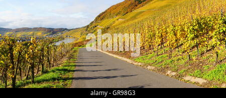 Autumn Colored Wine Landscape On The Moselle Near Erden And Ürzig Panorama Stock Photo