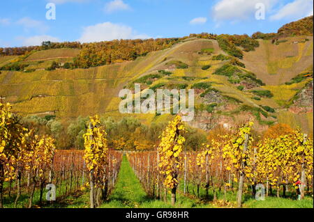 Vineyards Ürziger Würzgarten And Sonnenuhr On The Moselle Stock Photo