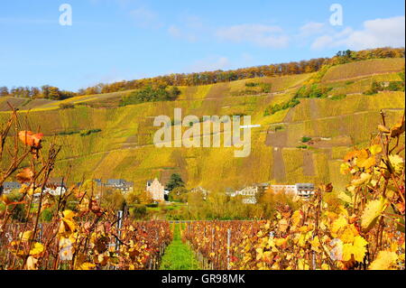 Yellow Vines In Front Of Vineyard Ürziger Würzgarten In Ürzig On The Moselle Stock Photo