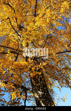 Old Birch In Autumn With Bright Yellow Foliage Stock Photo