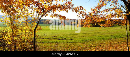 Trees And Fields, Meadows And Forest In Autumn Panorama Stock Photo