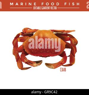 Crab. Marine Food Fish Stock Vector