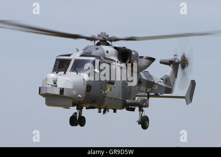 AW159 Lynx Wildcat HMA2 helicopter ZZ396 of the Royal Navy, the Lynx Wildcat is replacing the Lynx HMA8 in RN service. Stock Photo