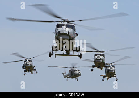 Lynx Wildcat HMA2 helicopter of the Royal Navy leading a flight of four Lynx HMA8s. Wildcat HMA2 are replacing HMA8 in RN use. Stock Photo