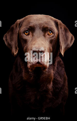 Chocolate Labrador Retriever Portrait 9-year old female Stock Photo