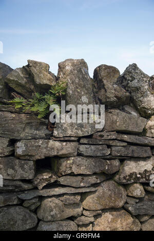 Lake District drystone wall in Borrowdale. England, UK Stock Photo
