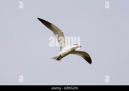 Caspian Tern (Hydroprogne caspia; formerly Sterna caspia) flying, Djoudj National Park, Senegal Stock Photo