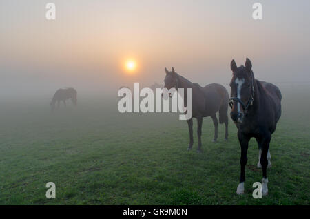 Horses In Spring Fog In A Paddock In The Hessian Ried Germany Stock Photo