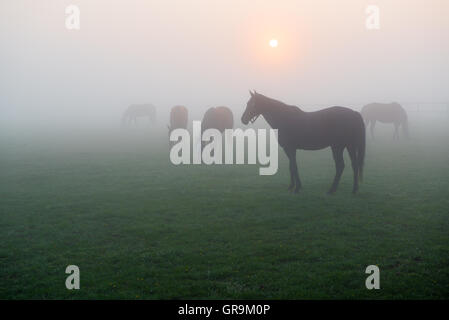 Horses In Spring Fog In A Paddock In The Hessian Ried Germany Stock Photo