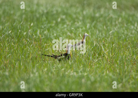The handsome Pheasant tailed Jacana Hydrophasianus chirurgus at the Uran wetlands near Mumbai Stock Photo