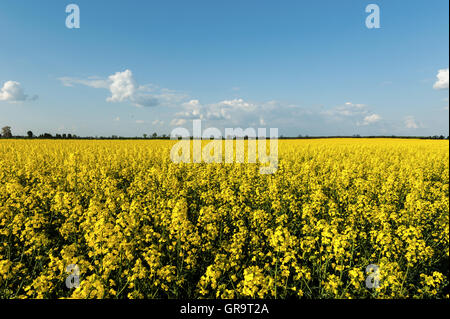 Intense yellow field of colza Stock Photo