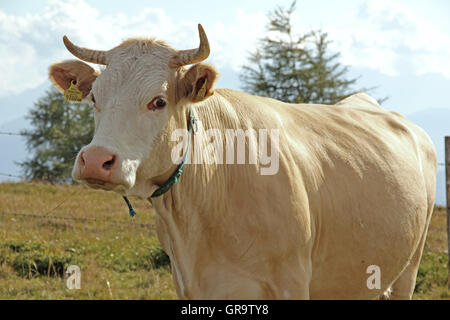 Cow On The Mountain Gerlitzen In Carinthia, Austria Stock Photo