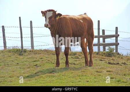 Cow On The Mountain Gerlitzen In Carinthia, Austria Stock Photo