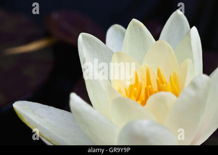 White Lotus Stock Photo