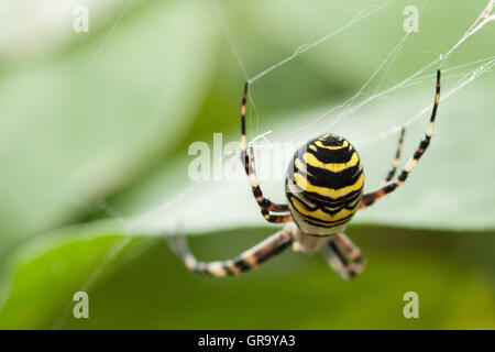 Wasp Spider Argiope Bruennichi Stock Photo