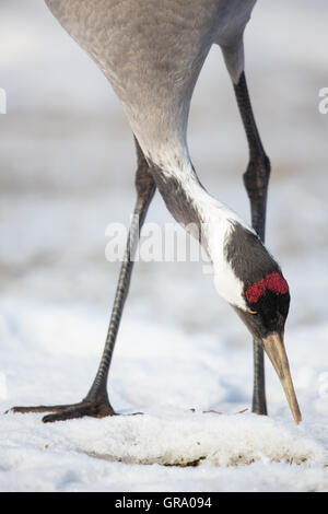 Close-Up Of A Common Crane Feeding In The Snow Stock Photo
