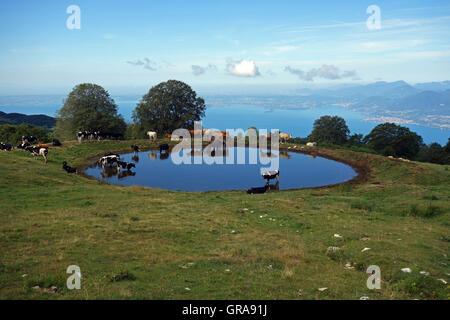 cows at the watering in the summer Stock Photo