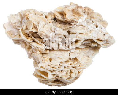 macro shooting of sedimentary rock specimens - coquina limestone (shell rock) mineral isolated on white background Stock Photo