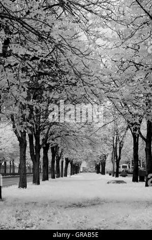 Landscape of city park, infrared photography. Stock Photo