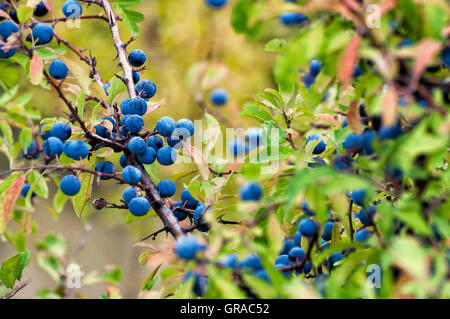 Fruits of the blackthorn (Prunus spinosa) Stock Photo