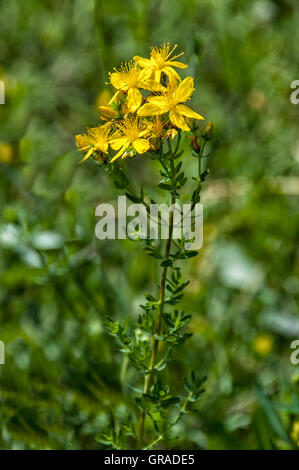 Saint John's wort flowers Stock Photo