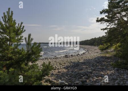 Pebble Beach In The Nature Reserve At Böda On Öland Island, Sweden, Looking South Stock Photo