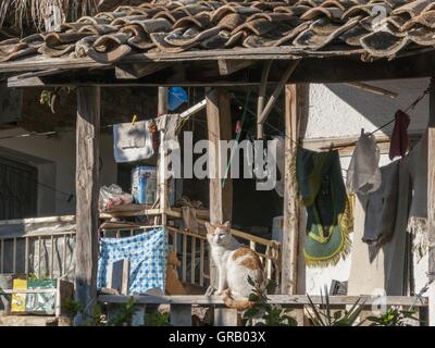 Red White Cat On A Porch Railing In Tasagil Stock Photo