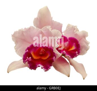 Red And White Orchid On White Background Stock Photo