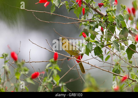 Hooded-Oriole female (icterus cucullatus) in Hidalgo,Texas Stock Photo