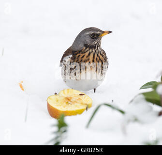 Fieldfare (Turdis pilaris), Horsham,Sussex Stock Photo