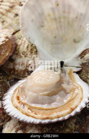 raw scallops, opened shell, close up Stock Photo