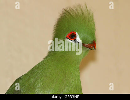 West African Green or Guinea Turaco (Tauraco persa) Stock Photo