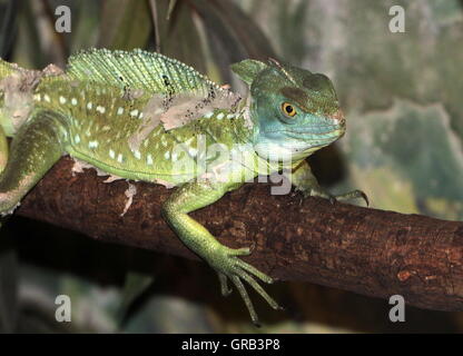 Male Central American Green or Plumed basilisk (Basiliscus plumifrons), a.k.a. double crested basilisk. Stock Photo