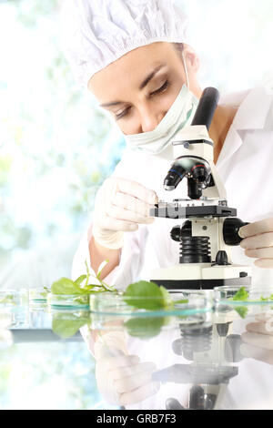 Biotechnologist examine samples of plant under microscope Stock Photo