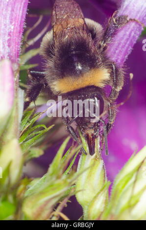 Bumblebee on a flower Stock Photo