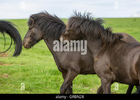 Icelandic horses being bothered by Black Flies Iceland, South West Iceland, Golden Circle tour Stock Photo