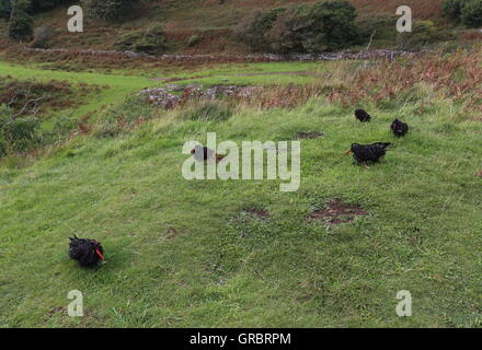 Calgary Art in nature Isle of Mull Scotland  September 2016 Stock Photo