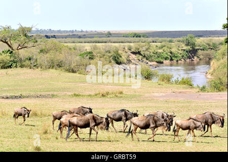 Migration Of The Wildebeests, Masai Mara In Kenya Stock Photo