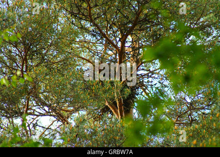 Ravens nest on top of the tree. This ravens nest has been made on  top of the tree Stock Photo