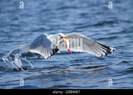 Gulls prey. This gull caught a fish and eats it immediately Stock Photo