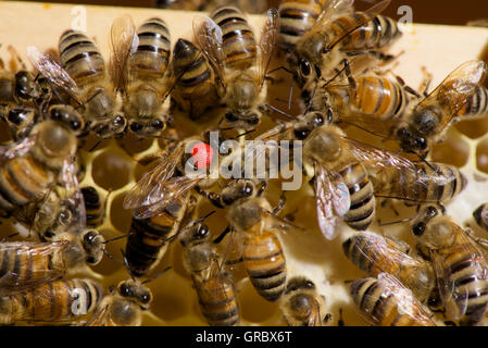 Red Marked Queen Bee Surrounded By Workers On Honeycomb Stock Photo